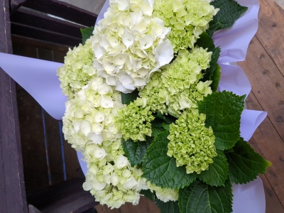 White Hydrangea Plant