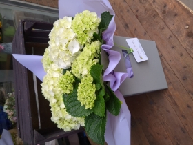 White Hydrangea Plant